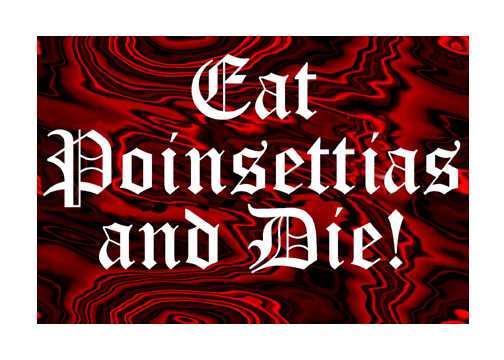 poinsettias card