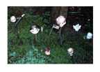 doll heads