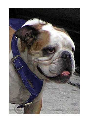 bull dog card