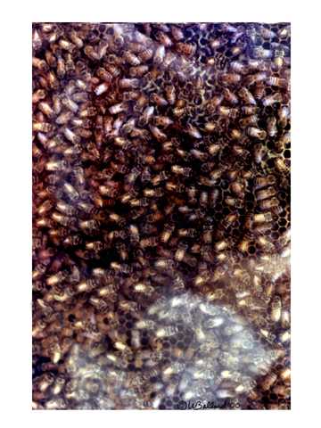 Honey Bees card