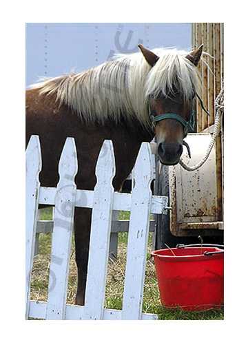 pony card