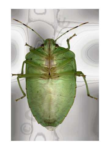 stink bug card, stinkbug card