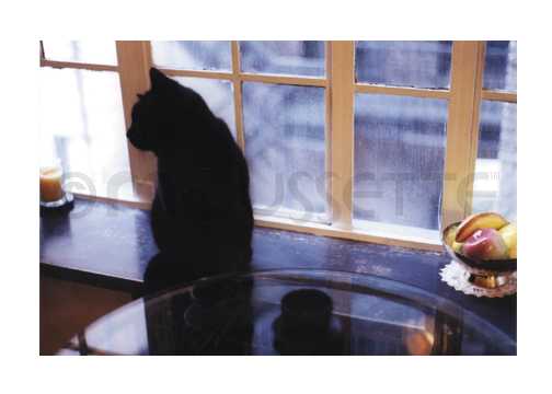 Tea Cat card