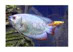 large fish card