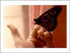 Monarch #1 card