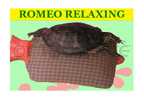 romeo relaxing